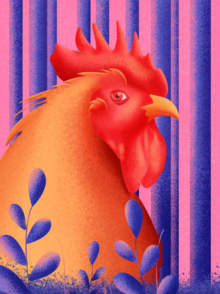 Postcard-Rooster